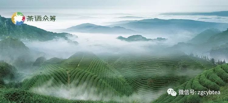 沉香茶的口感怎么样_沉香茶的价位_沉香茶好喝吗