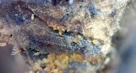 沉香虫漏是什么_沉香是虫漏好还是留疤好_沉香是虫漏料好还是树丁料好